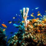 Hurghada Unterwasserwelt beim Tauchen
